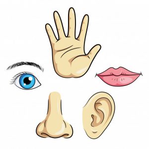 Ciências 2º Ano Fundamental – Os cinco sentidos: a relação entre os órgãos e os sentidos.