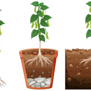 Ciências 2º Ano Fundamental – As plantas e os seus usos.