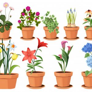 Ciências 2º Ano Fundamental – A reprodução das plantas.