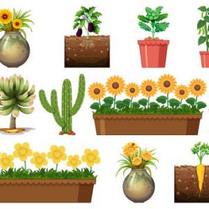 Ciências 4º Ano Fundamental – Vida e evolução: o Sol e a sua importância para as plantas, fotossíntese, transferência da energia do Sol para os demais níveis da cadeia alimentar.