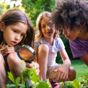 Apostila de Ciências – As partes de uma planta (raiz, caule, folhas, flores e frutos) e as suas funções – Habilidade BNCC: EF02CI06.